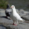 鳩