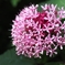 甘い匂いがする紫陽花のような花