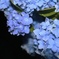 夜の紫陽花