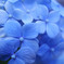 紫陽花　7