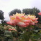 DCIM0019