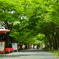 三千院参道の緑
