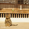 目つきの悪い猫