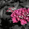 紫陽花（赤）