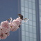 桜と鳥