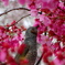桜と鳥