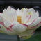 蓮の花②