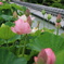 蓮の花