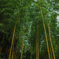 孟宗金明竹林
