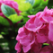 紫陽花 2018（二）