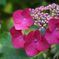 紫陽花 2018（四）
