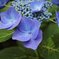 紫陽花 2018（五）