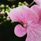紫陽花 2018（七）