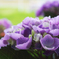 紫陽花 2018（八）