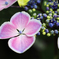 紫陽花 2018（十三）