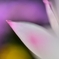 仄かに染まりて
