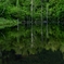 万緑の朝池