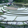 田植え
