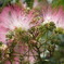 合歓の花