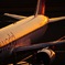member of OneWorld