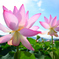 蓮の花（４）