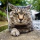 キメ顔猫