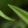 露草
