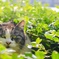 隠れ猫