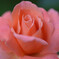 花アルトキハ花二酔ヒ Ⅲ