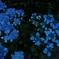 紫陽花
