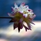 残　花