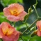 小斎直也の凌霄花（ノウゼンカズラ）