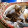 Kitty(*^^*)