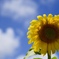 太陽の花