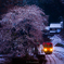 雪化粧桜