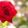 バラらしい薔薇