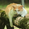 ここは涼しいにゃ(^^)/
