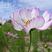 秋桜