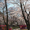 公園の桜