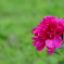 芍　薬　３
