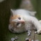 のうりょうにゃん！