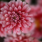 Dalia