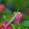 Grasshopper & Lantana
