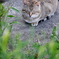 吾輩は猫である、ニャー # 133