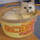 ねこ缶