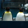 ペンギン二匹