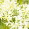 曼珠沙華（白）
