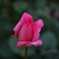 薔薇の蕾