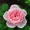 Summer Garden 10