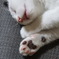 眠り猫